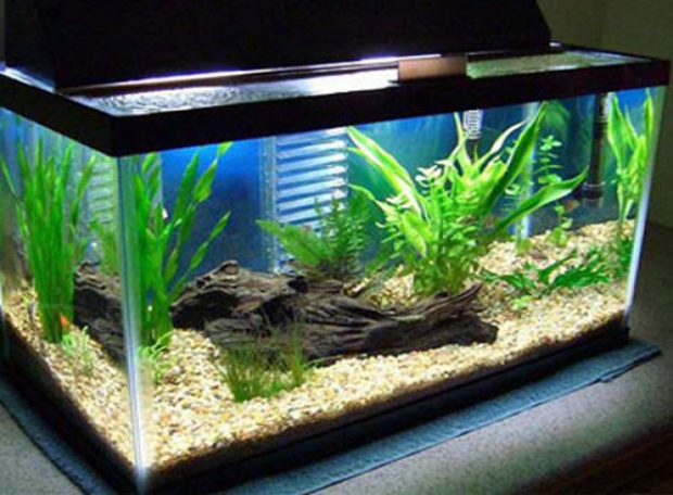 Chuyên nhận thiết kế và thi công bể kính nuôi cá các loại giá rẻ